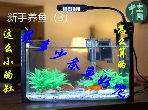 魚缸養幾隻魚